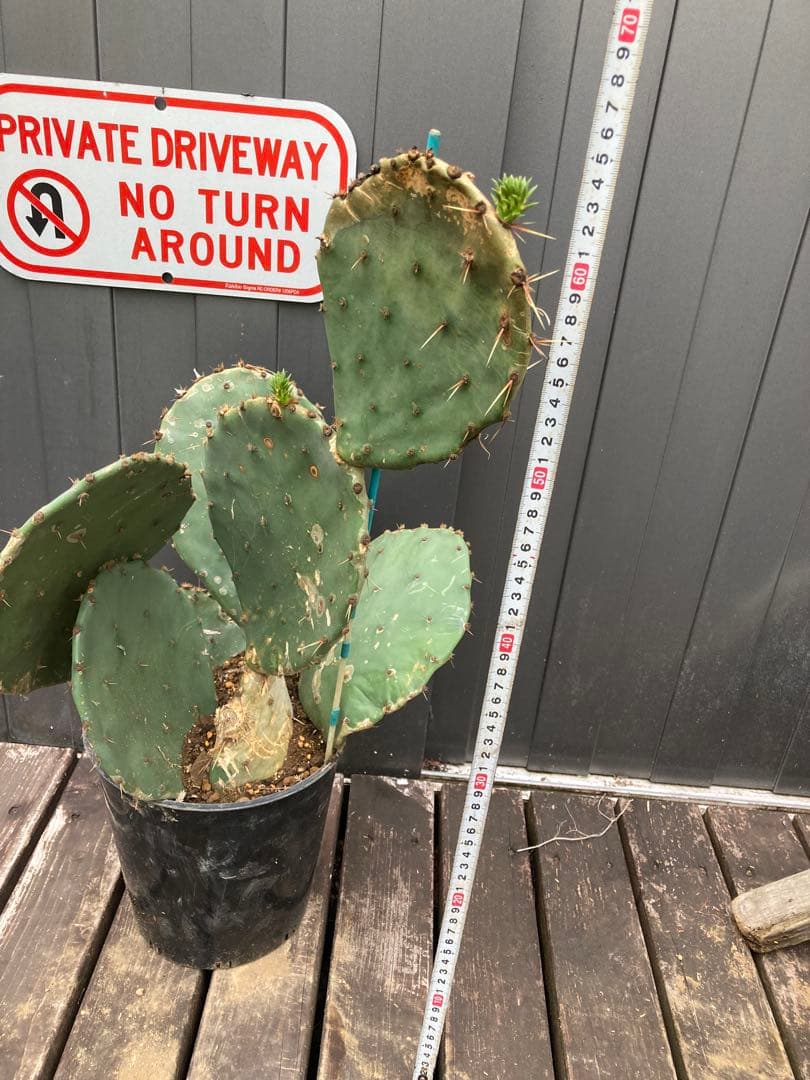 耐寒性オプンチア　フミフサ群生株◇団扇サボテン南国ドライガーデン多肉アガベ ヤシ