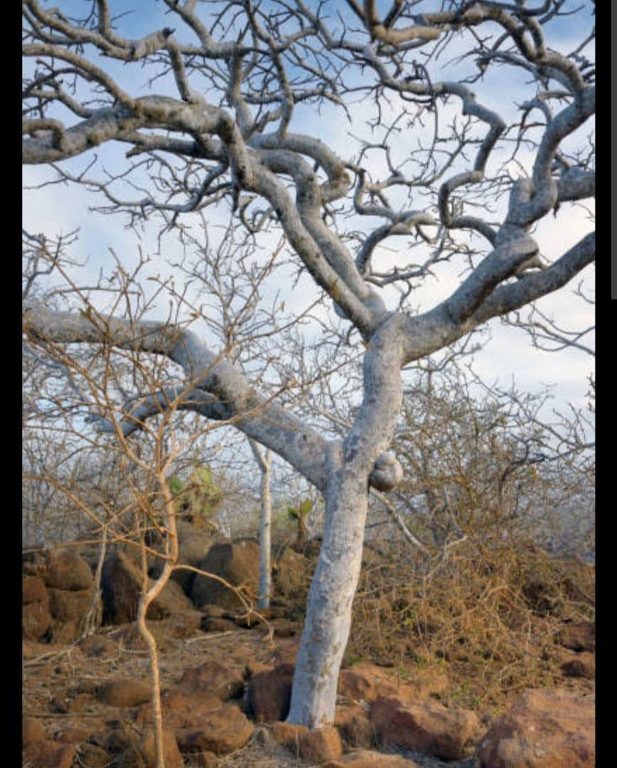 激安価格☆天然お香木高級パロサントスティック1KG　燃えやすい浄化幸運お得
