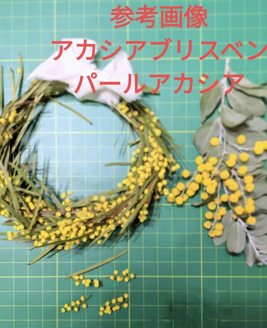 参考画像大きさの比較　アカシアブリスベンとパールアカシア