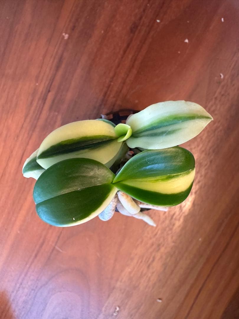 【 名護蘭 】明丸2個セット　367