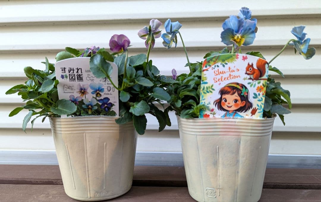 M*☆様 希少種 すみれ図鑑 1苗 新品種 パルプンテ 1苗 正規品ラベル付き