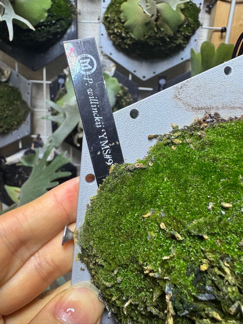 willinckii yms #9 ビカクシダ