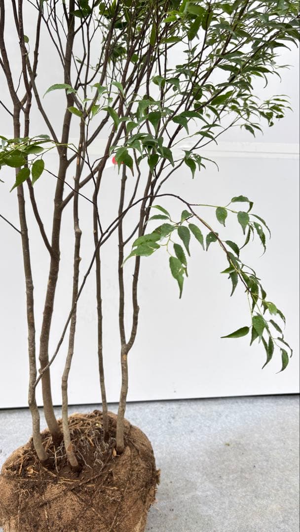 美しい樹形が魅力的 山採り ハイノキ 株立 702 樹高1.7m位 高級樹