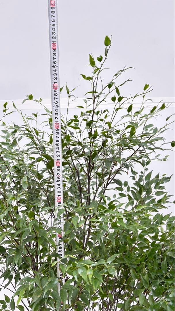 美しい樹形が魅力的 山採り ハイノキ 株立 702 樹高1.7m位 高級樹