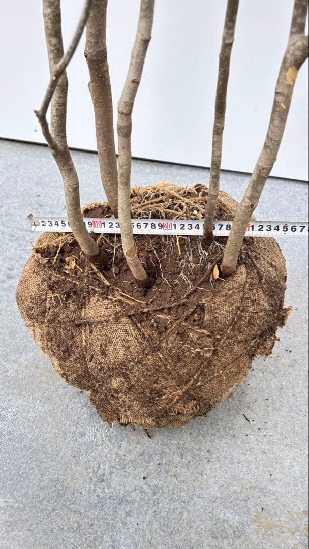 美しい樹形が魅力的 山採り ハイノキ 株立 702 樹高1.7m位 高級樹