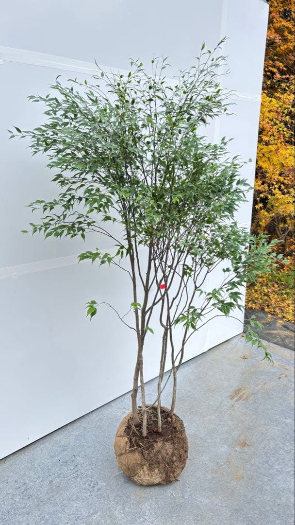 美しい樹形が魅力的 山採り ハイノキ 株立 702 樹高1.7m位 高級樹