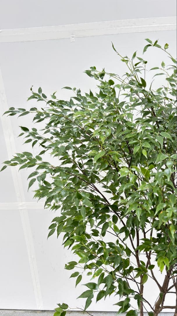 美しい樹形が魅力的 山採り ハイノキ 株立 702 樹高1.7m位 高級樹