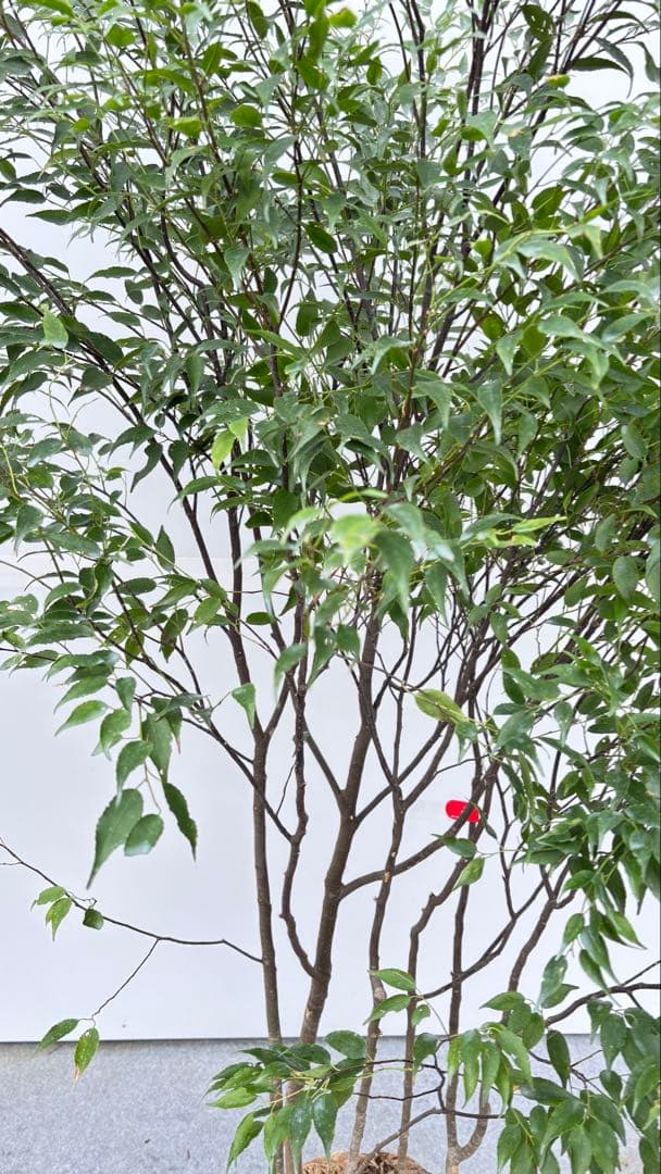 美しい樹形が魅力的 山採り ハイノキ 株立 702 樹高1.7m位 高級樹