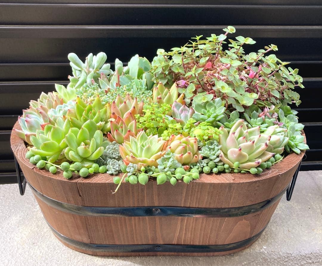 多肉植物　寄せ植え　楕円