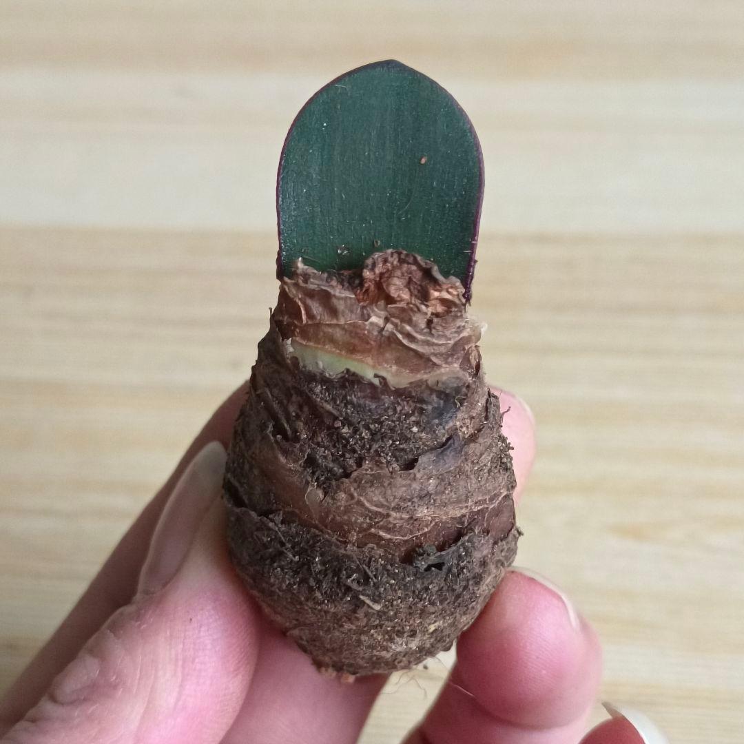 434 ハエマンサスノルティエリ Haemanthus nortieri特選大株