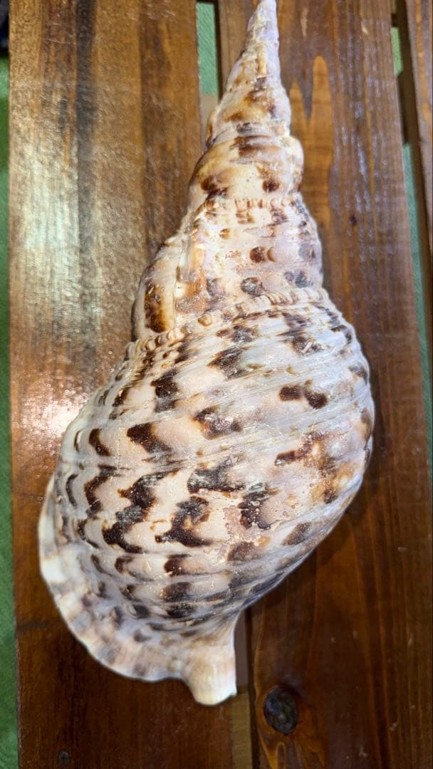 32cm 沖縄でとれた 法螺貝 置物 コレクション