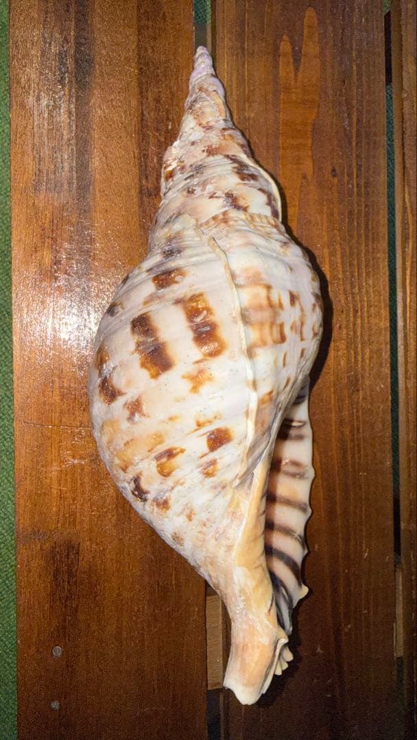 32cm 沖縄でとれた 法螺貝 置物 コレクション