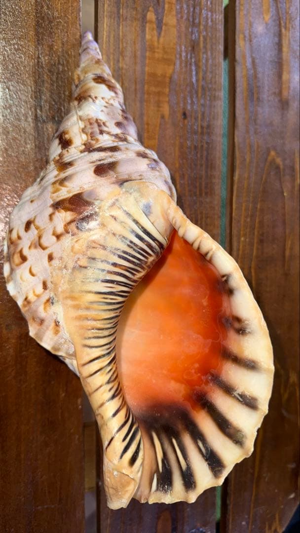 32cm 沖縄でとれた 法螺貝 置物 コレクション