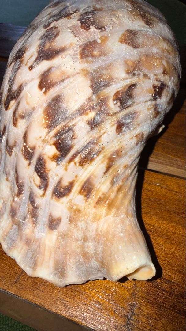 32cm 沖縄でとれた 法螺貝 置物 コレクション