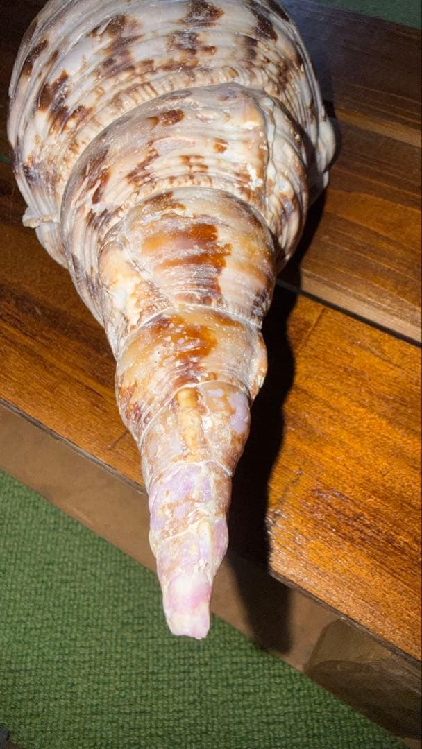 32cm 沖縄でとれた 法螺貝 置物 コレクション