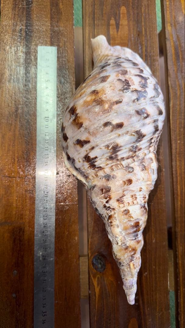 32cm 沖縄でとれた 法螺貝 置物 コレクション