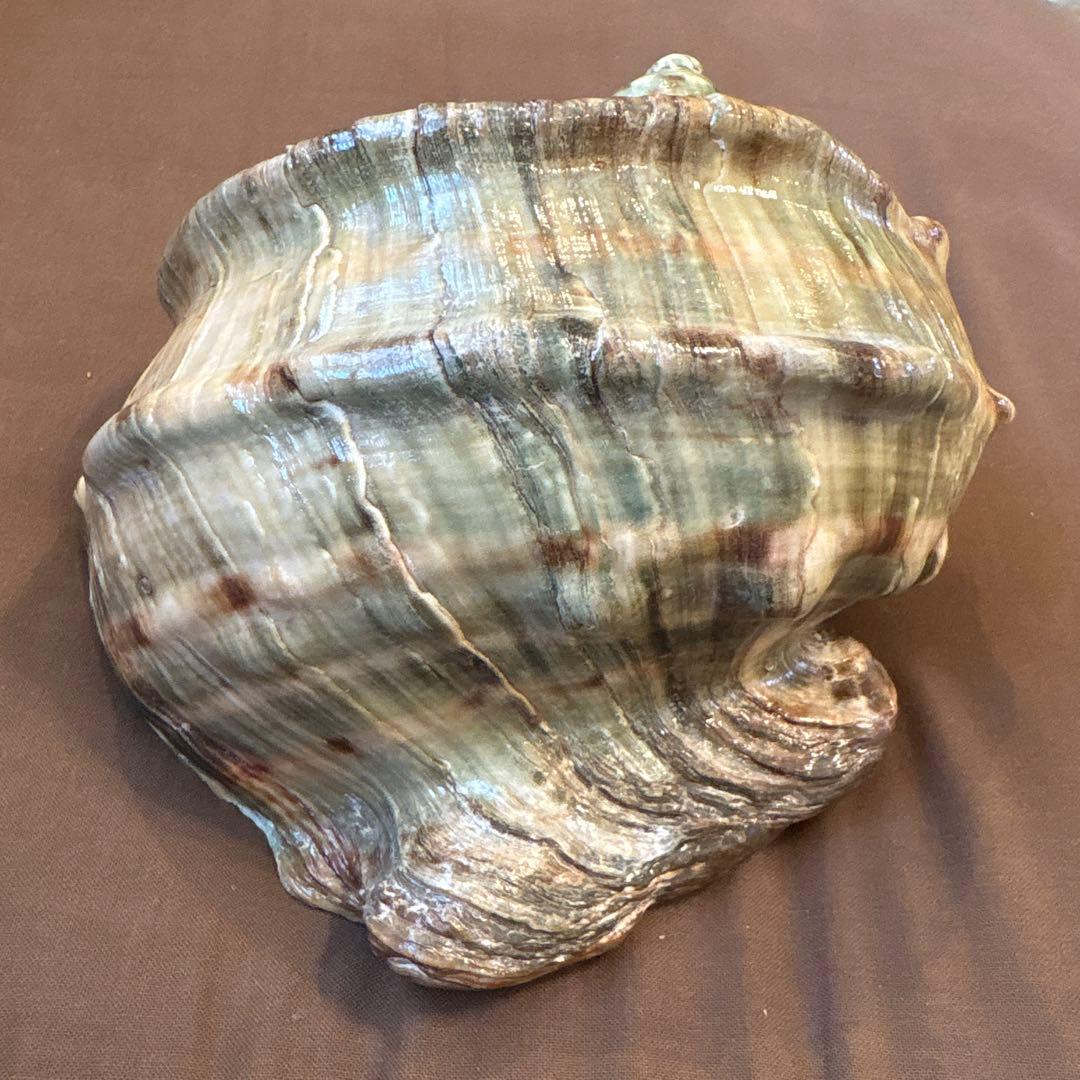 大きめの巻貝の置物