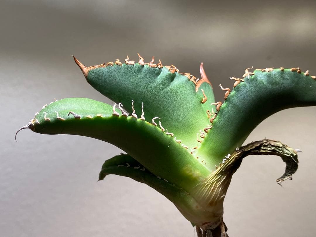 N*u様 【オークション】匿名配送　特大　アガべ　悪魔　TC 上澳園芸　悪魔くん