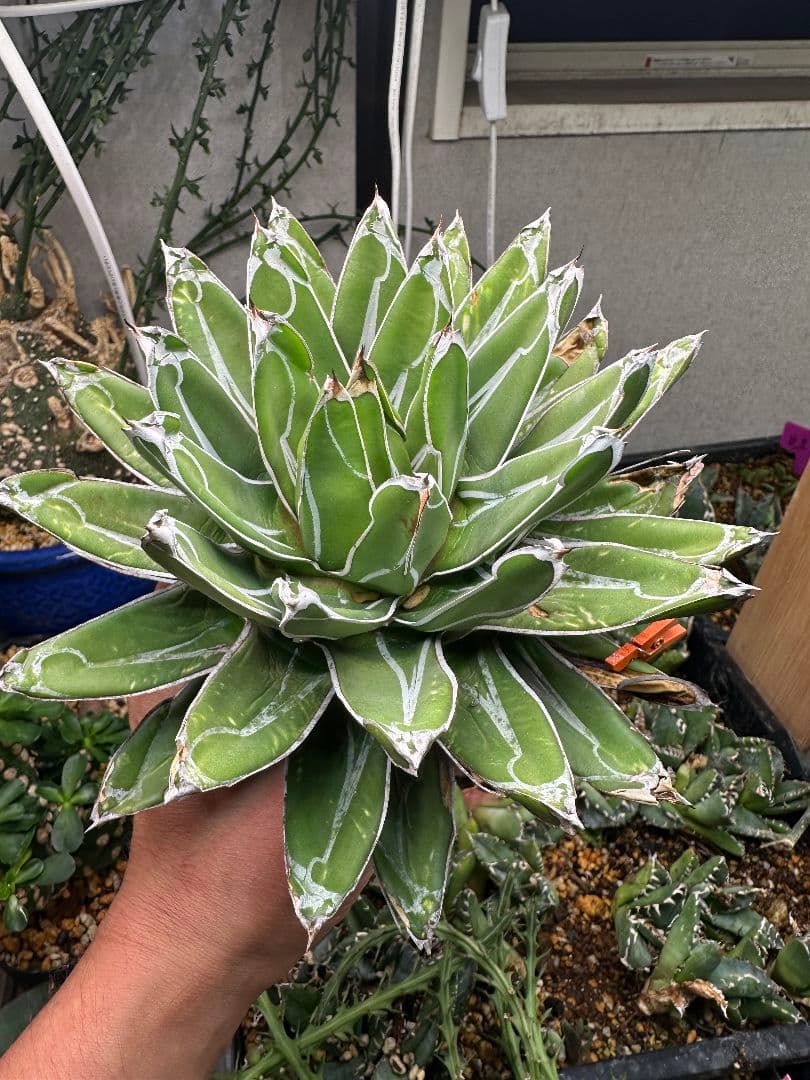 達磨 だるま　ササノユキ　笹の雪 白ペンキ 特大大株_4