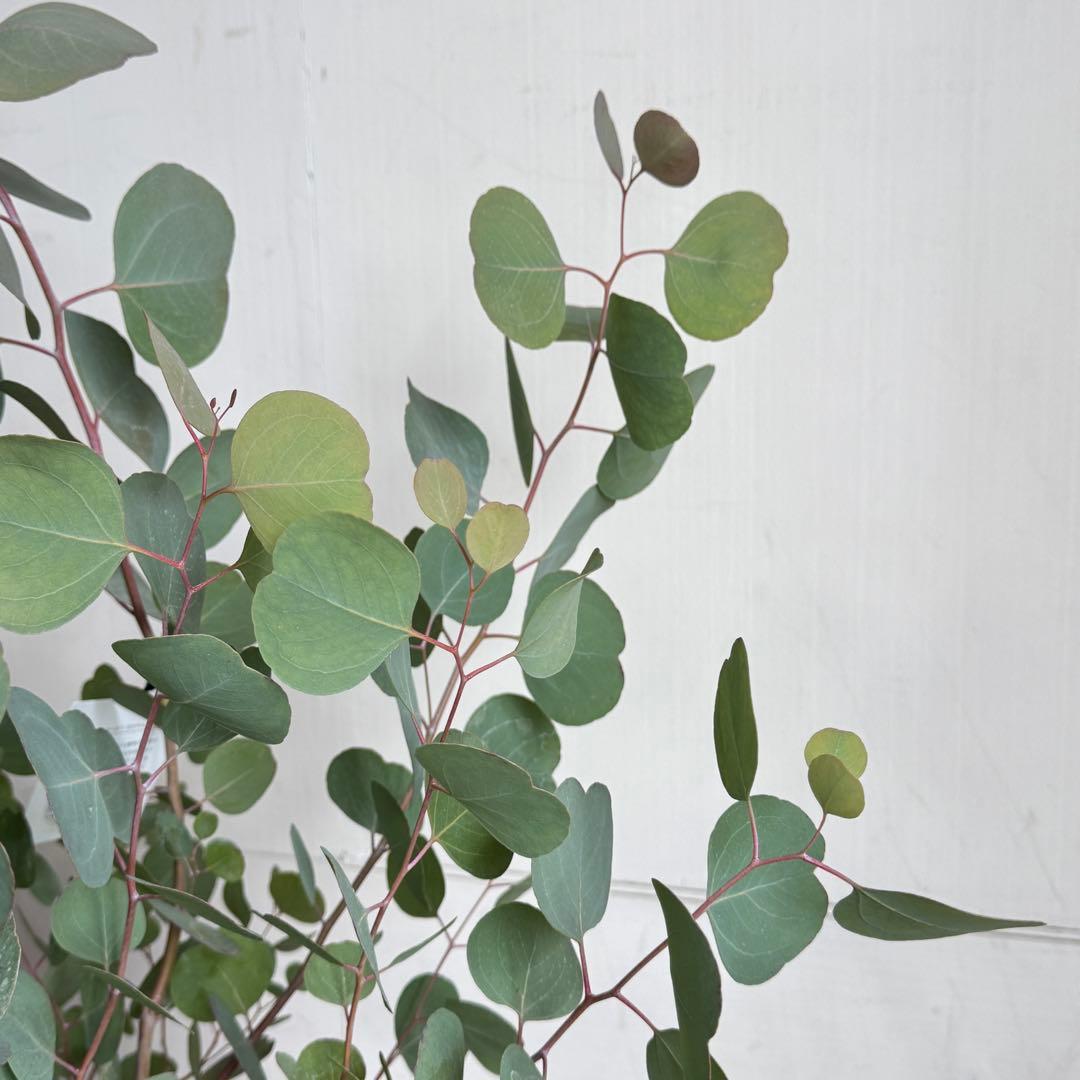 ユーカリ イタリア製テラコッタ鉢植え　ポポラス　シルバーリーフ