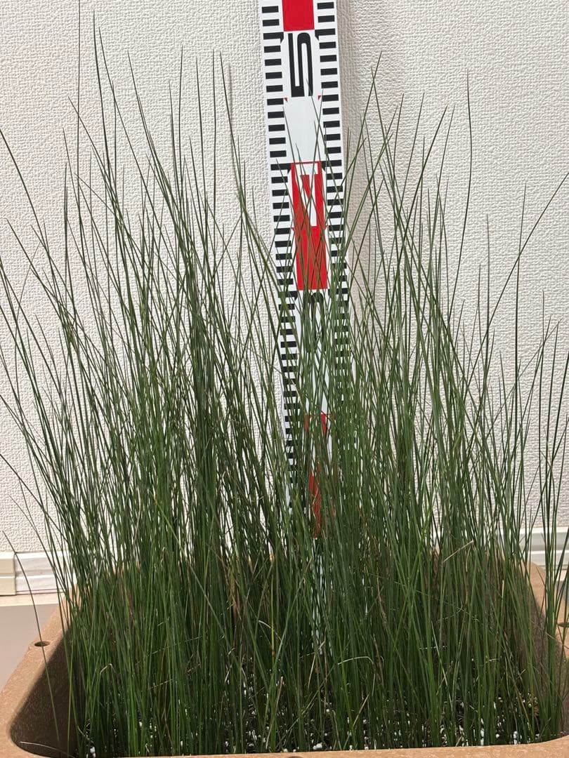 ★コスパ最強★超極上★クサントロエア・オーストラリス★120本