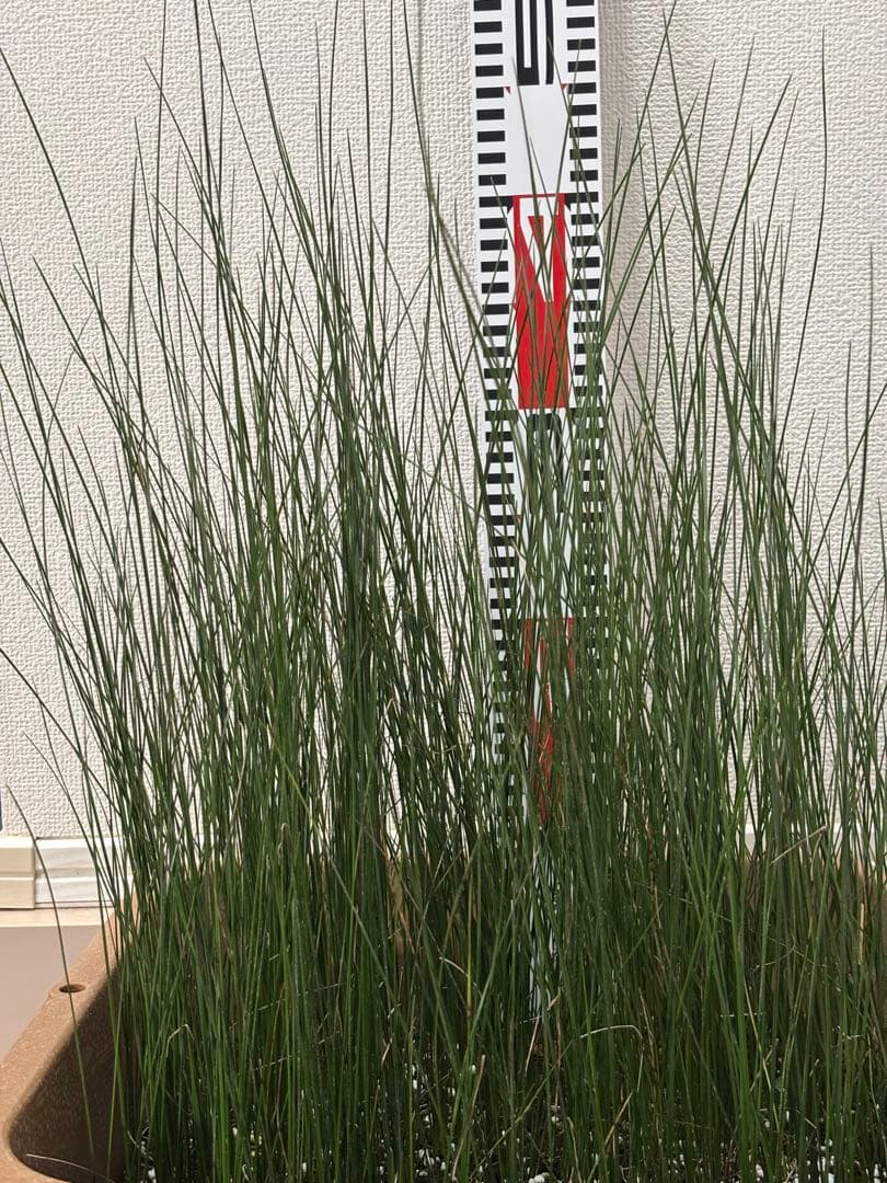 ★コスパ最強★超極上★クサントロエア・オーストラリス★120本