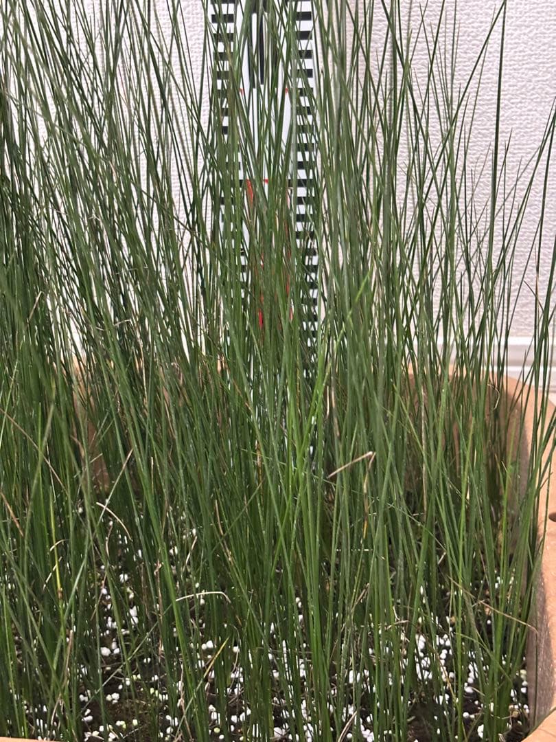 ★コスパ最強★超極上★クサントロエア・オーストラリス★120本