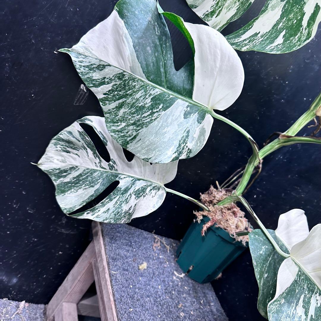 プ*n様 モンステラ斑入りホワイトタイガー極美散り斑高さ64cm ボルシギアナ希