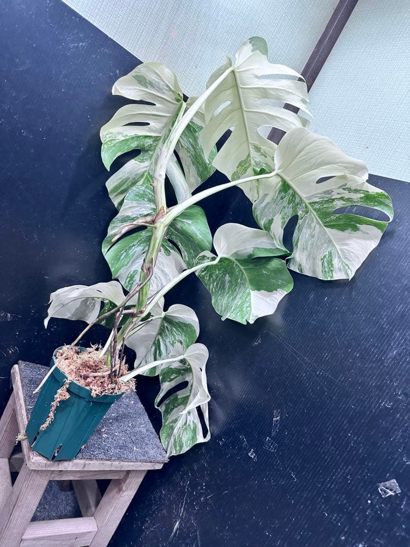プ*n様 モンステラ斑入りホワイトタイガー極美散り斑高さ64cm ボルシギアナ希