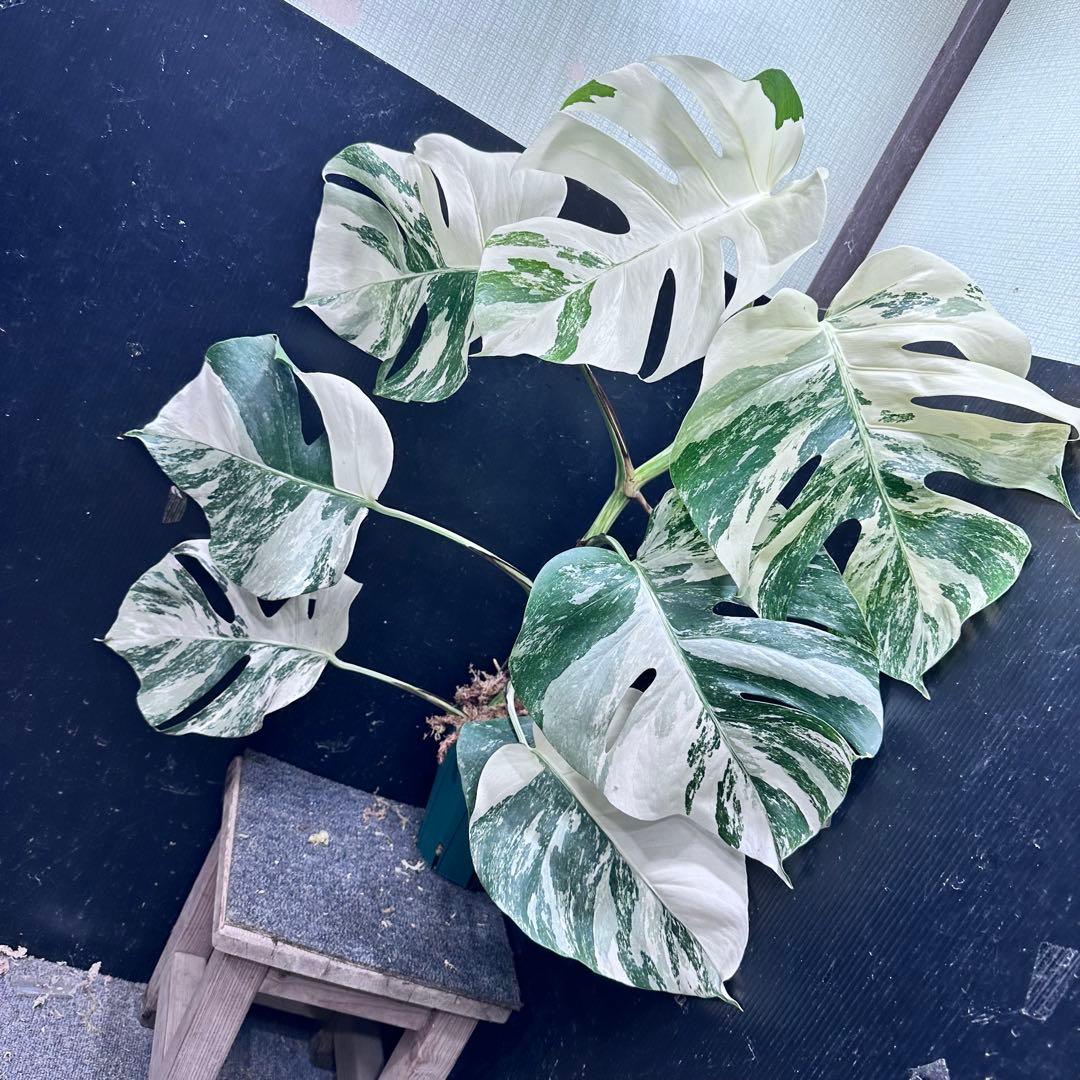 プ*n様 モンステラ斑入りホワイトタイガー極美散り斑高さ64cm ボルシギアナ希