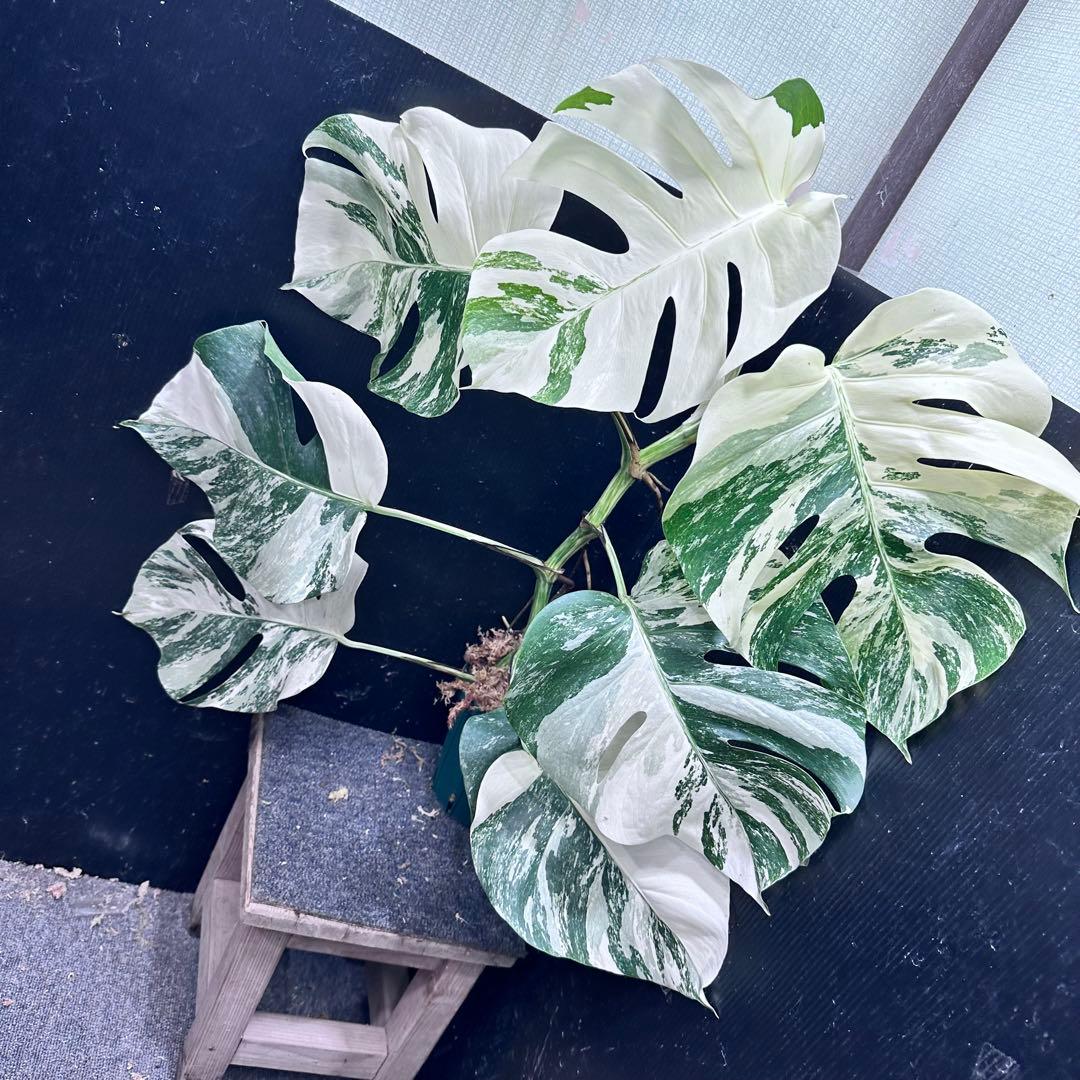 プ*n様 モンステラ斑入りホワイトタイガー極美散り斑高さ64cm ボルシギアナ希