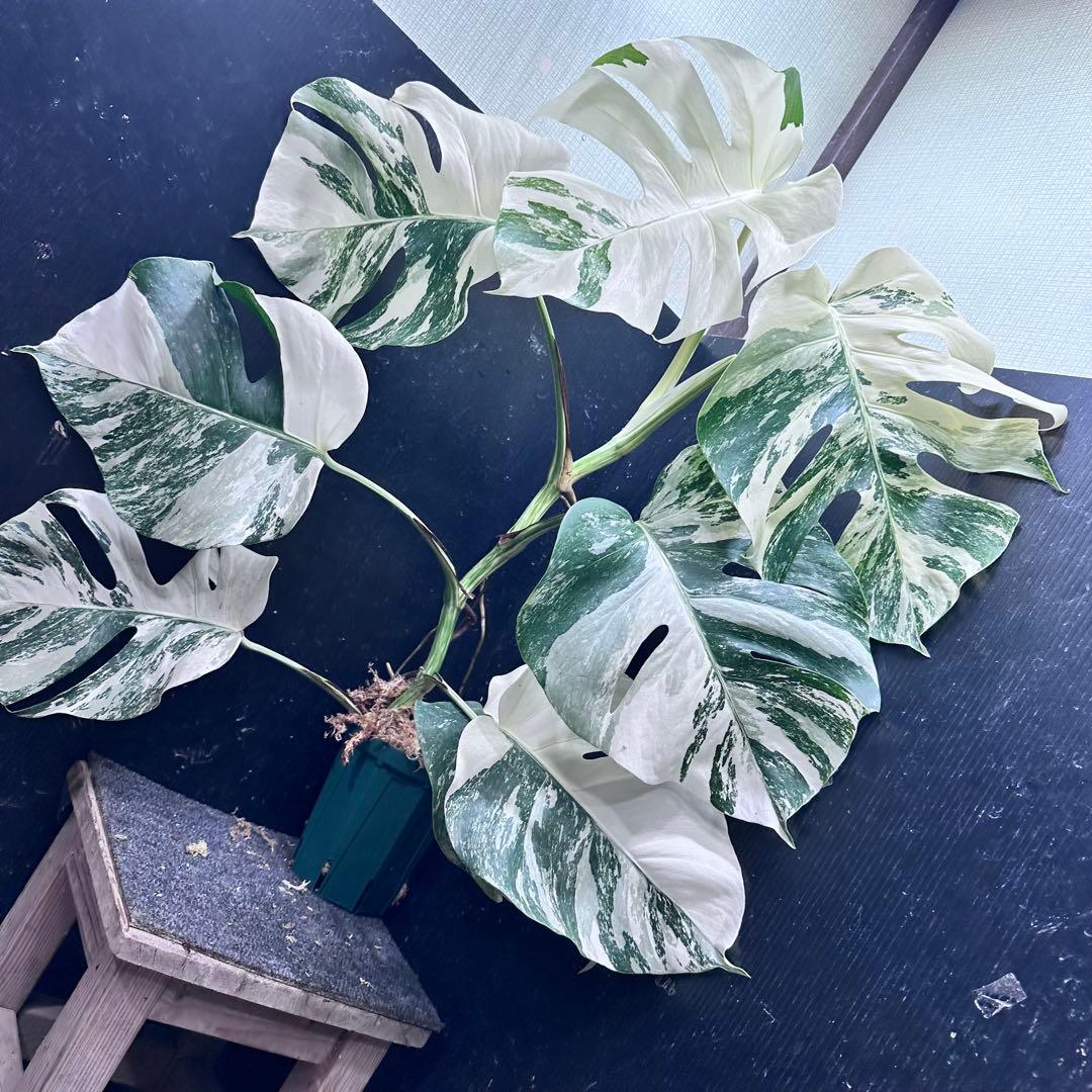 プ*n様 モンステラ斑入りホワイトタイガー極美散り斑高さ64cm ボルシギアナ希