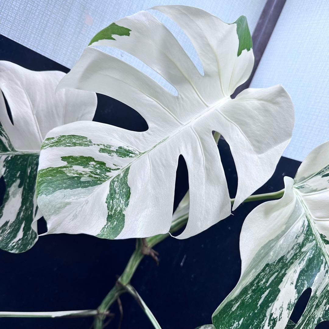 プ*n様 モンステラ斑入りホワイトタイガー極美散り斑高さ64cm ボルシギアナ希