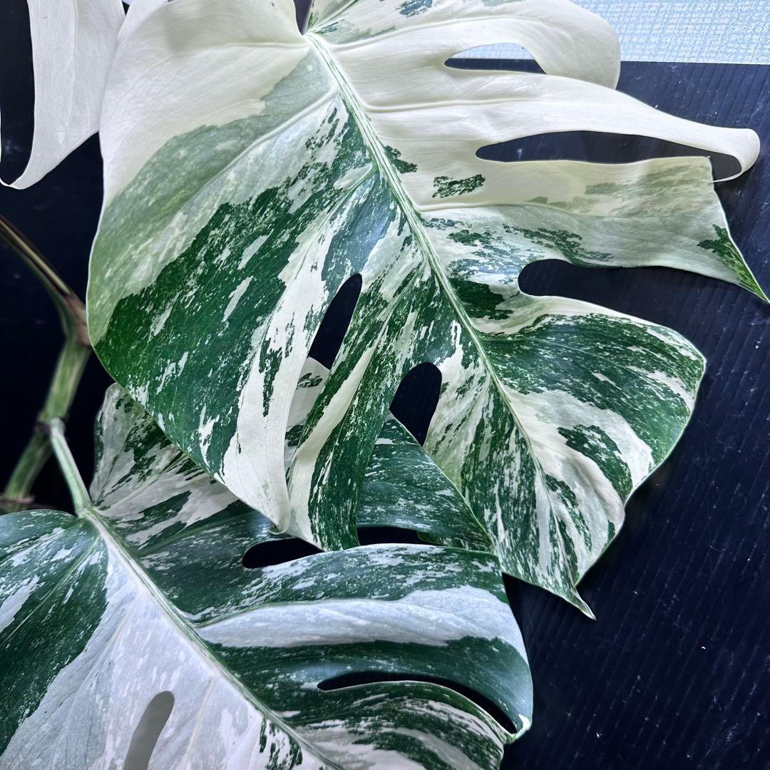 プ*n様 モンステラ斑入りホワイトタイガー極美散り斑高さ64cm ボルシギアナ希