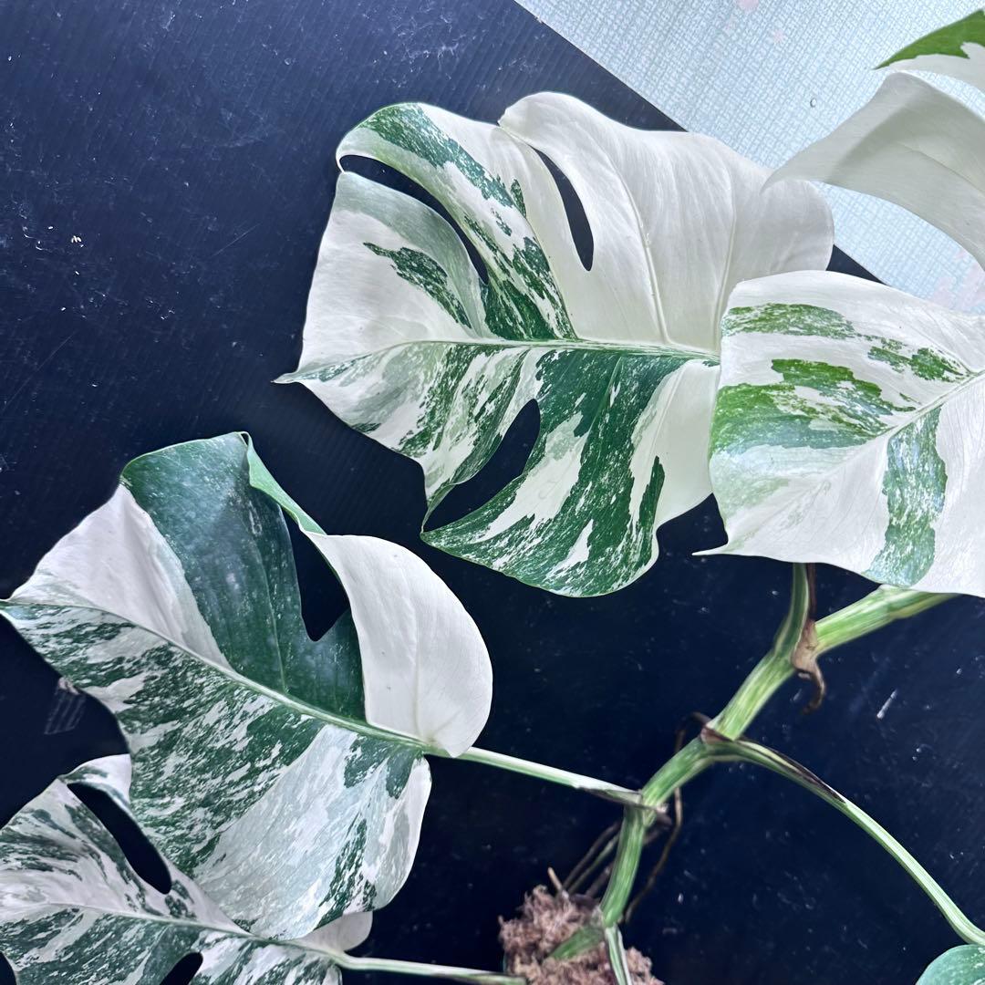 プ*n様 モンステラ斑入りホワイトタイガー極美散り斑高さ64cm ボルシギアナ希