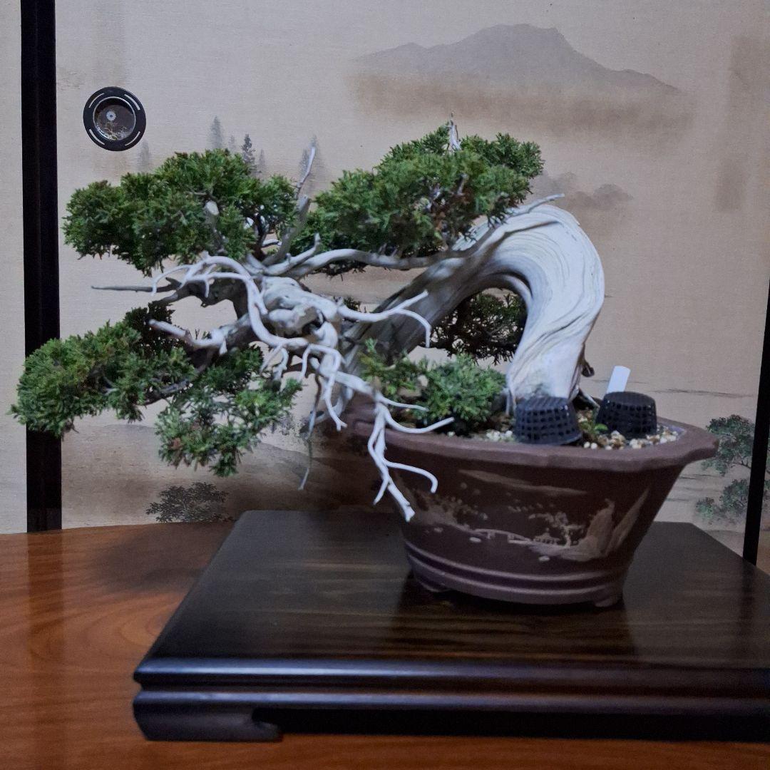 糸魚川真柏　創作盆栽　タヌキ　松　真柏