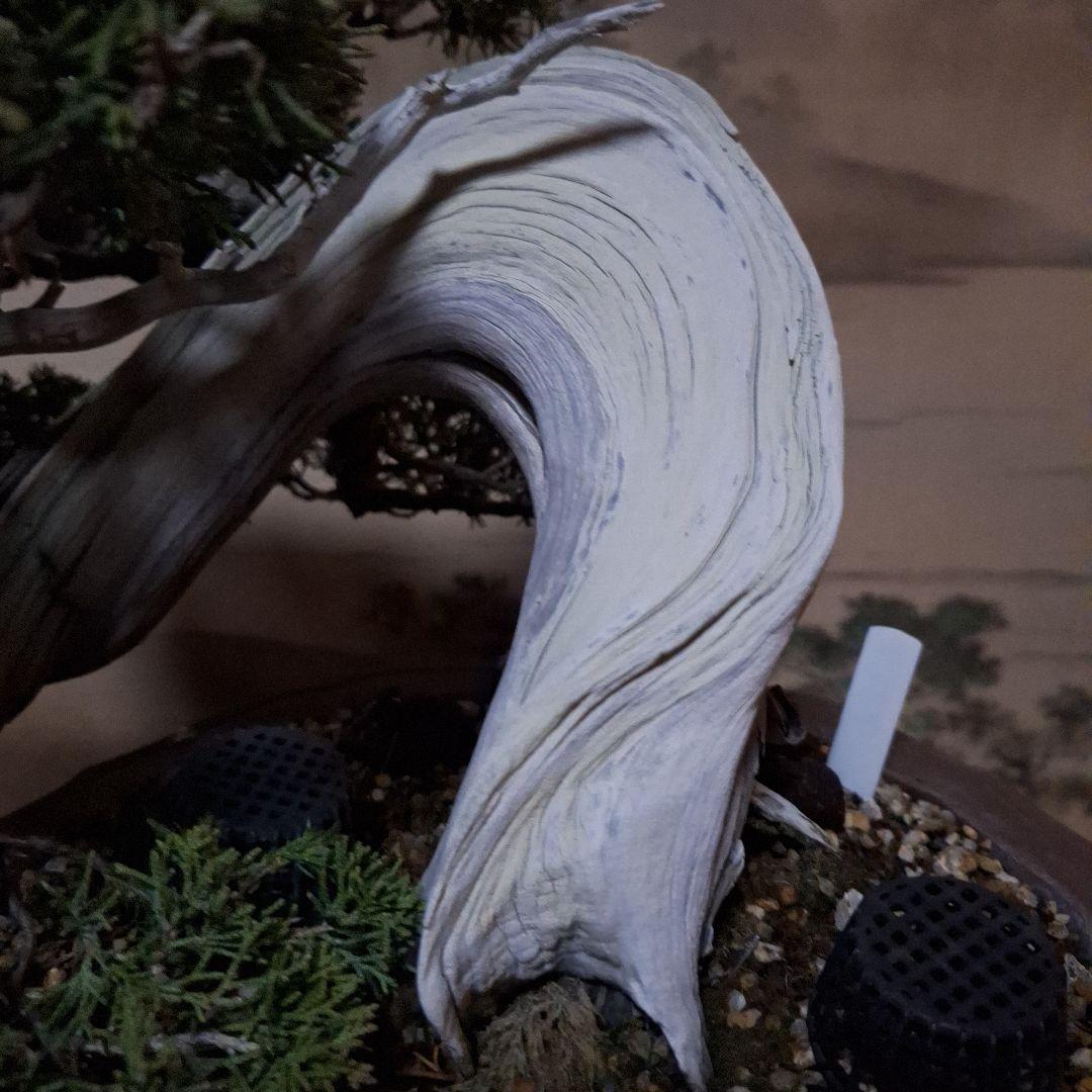 糸魚川真柏　創作盆栽　タヌキ　松　真柏