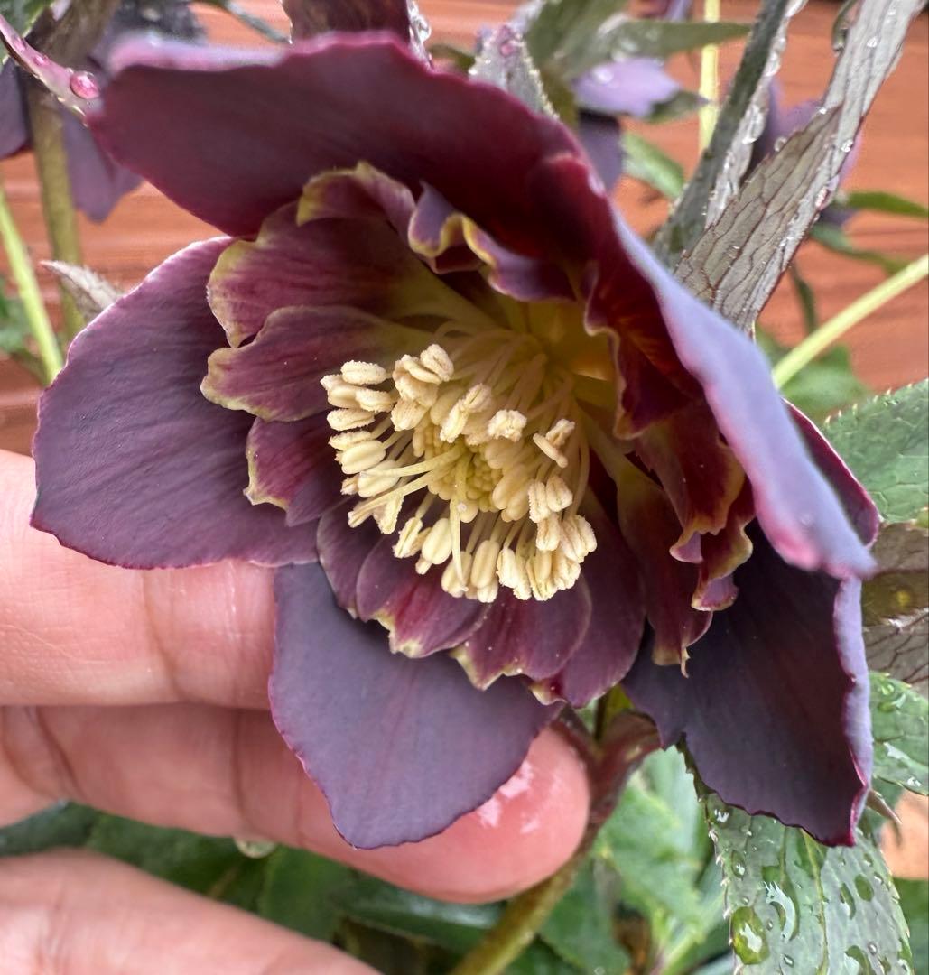 レアカラー！ブルー系！大株放出！【若泉ファーム】クリスマスローズ 雅