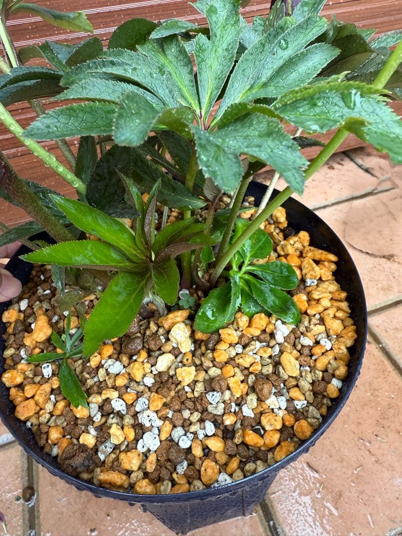 レアカラー！ブルー系！大株放出！【若泉ファーム】クリスマスローズ 雅