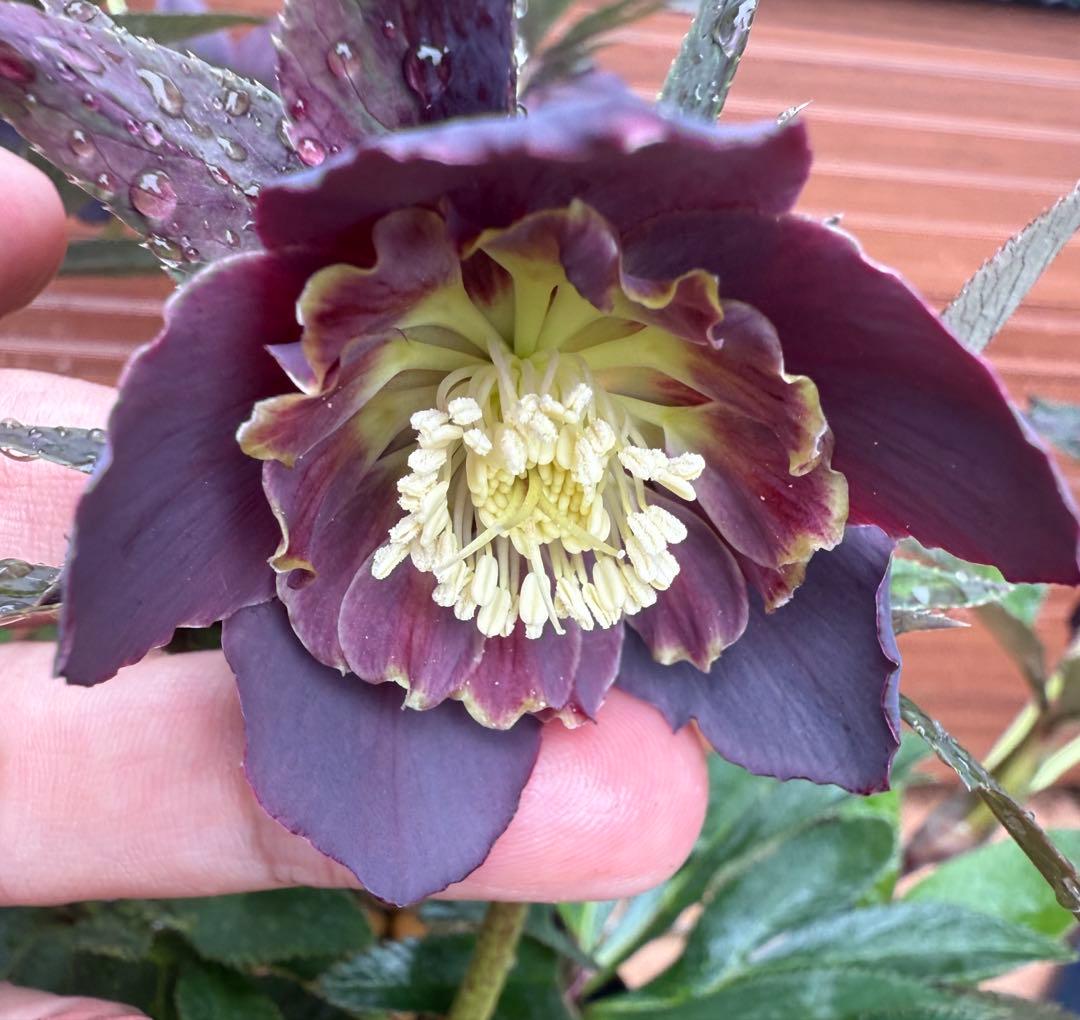 レアカラー！ブルー系！大株放出！【若泉ファーム】クリスマスローズ 雅