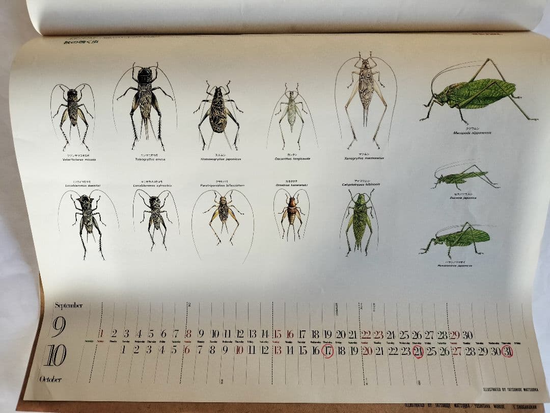 BE-PAL ビーパル カレンダー 新品未使用 1991年動物編　ヴィンテージ