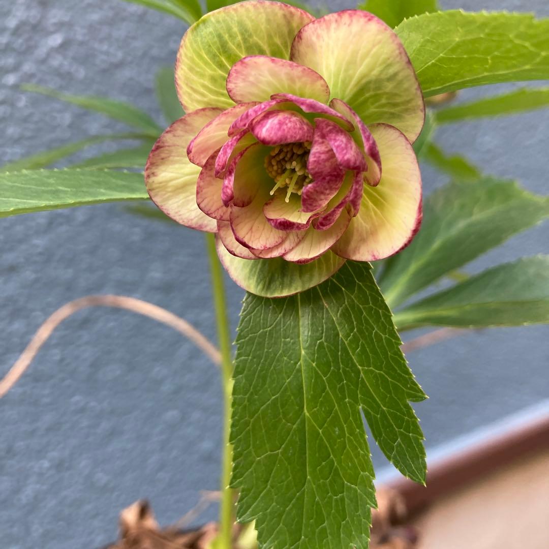 クリスマスローズ　現状蕾　極小輪　株分け前提