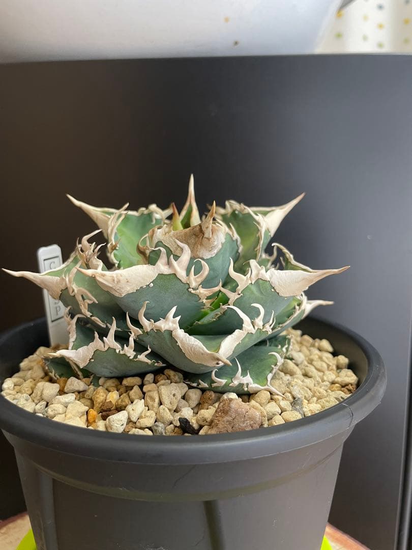 アガベ　チタノタ　ホオジロザメ　大白鯊　CJスペシャル ②