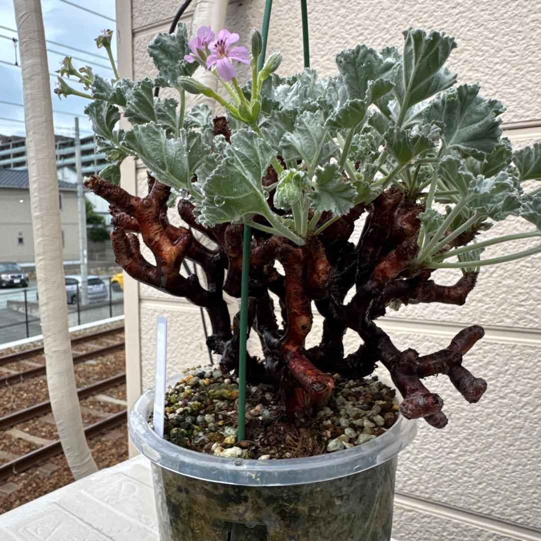 特大発根済み早い者勝ち！ ベアルート株　ペラルゴニウム ミラビレ