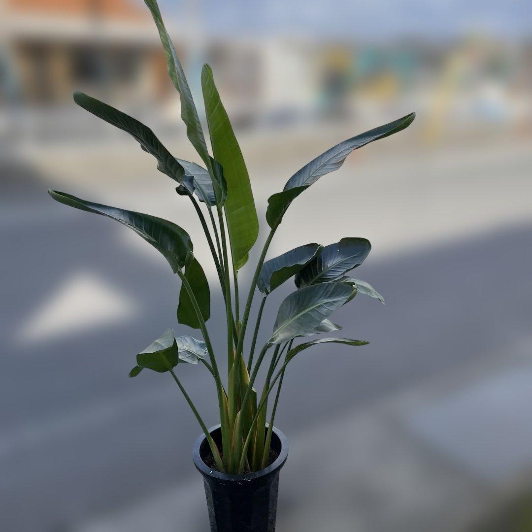 週末特価！オーガスタ　ストレリチア　ニコライ　3株植　苗　10号鉢　観葉植物