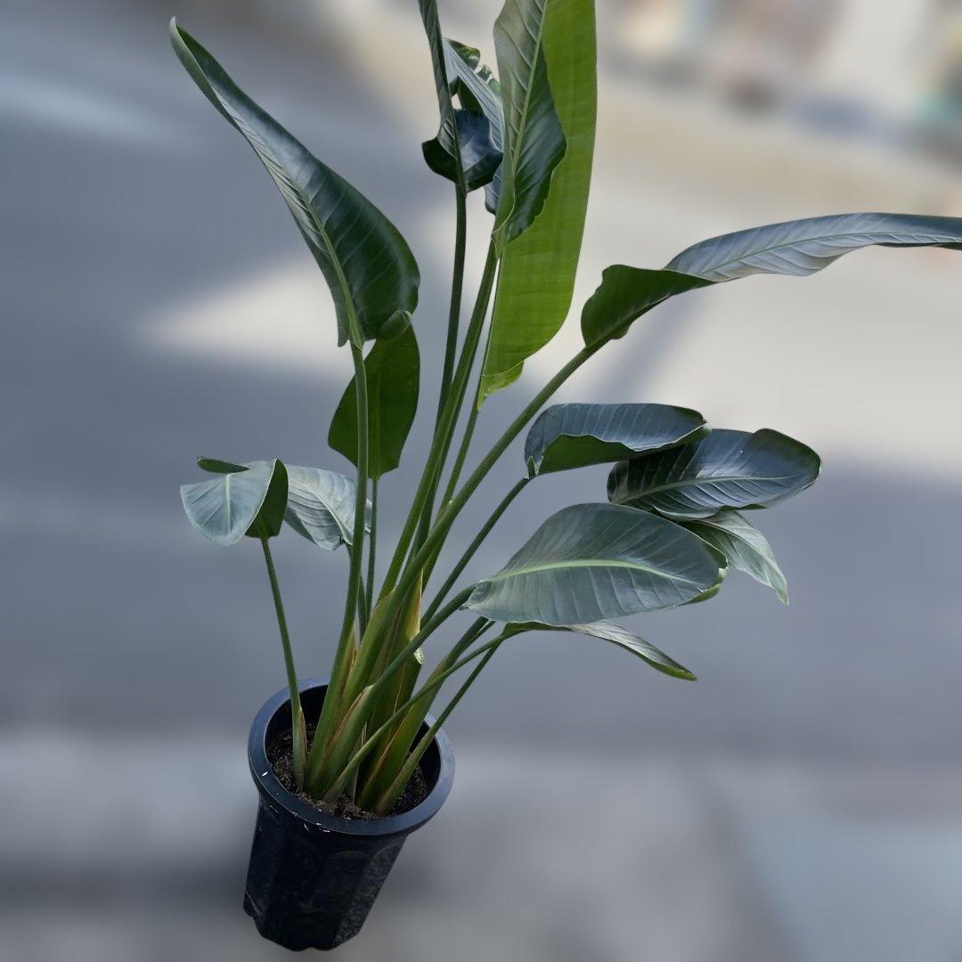 週末特価！オーガスタ　ストレリチア　ニコライ　3株植　苗　10号鉢　観葉植物