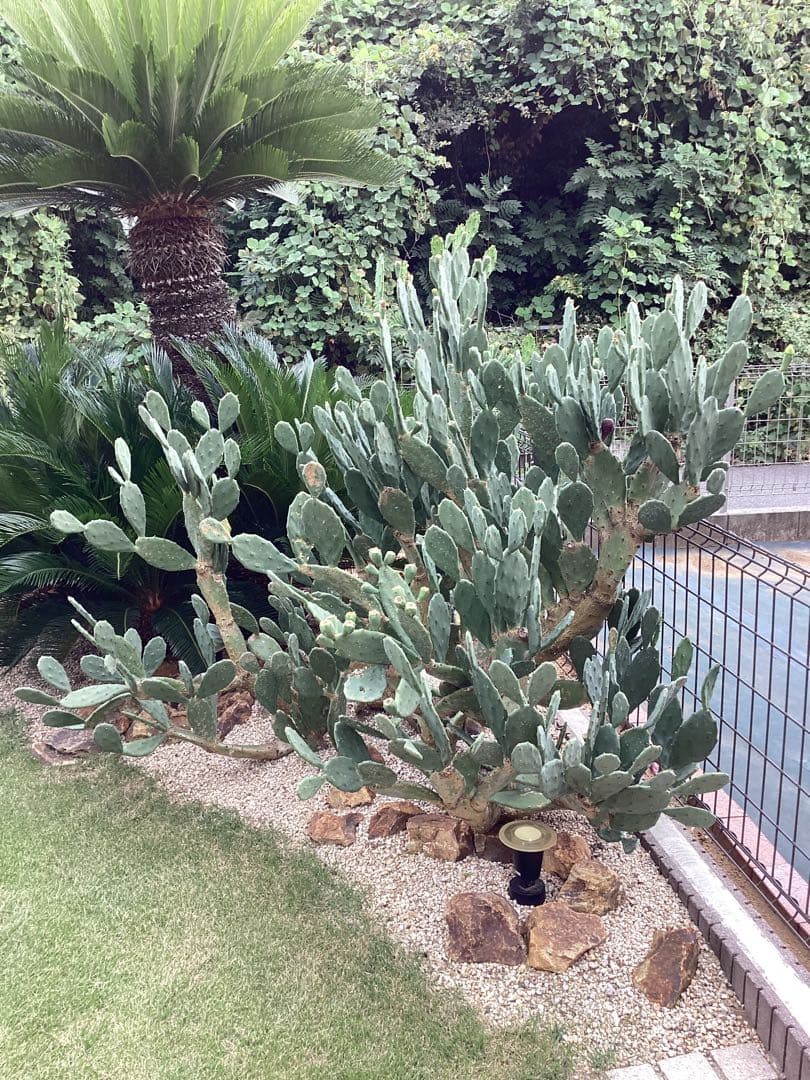 ウチワサボテン　幹木化