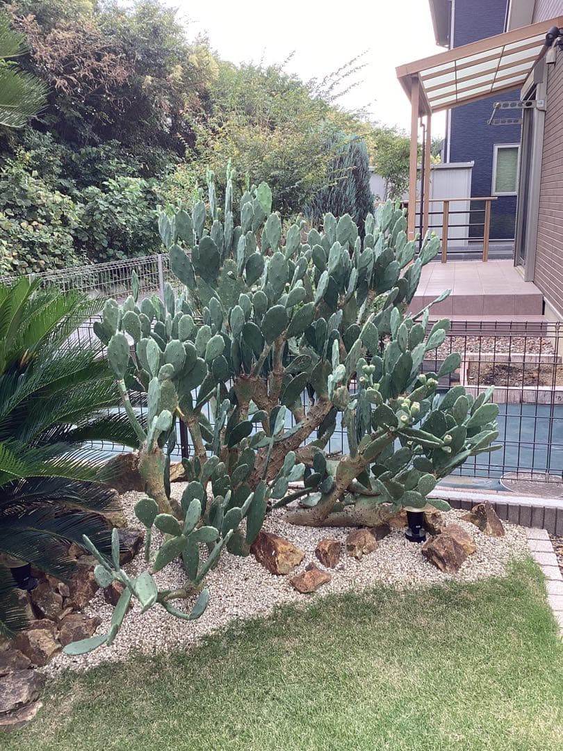 ウチワサボテン　幹木化