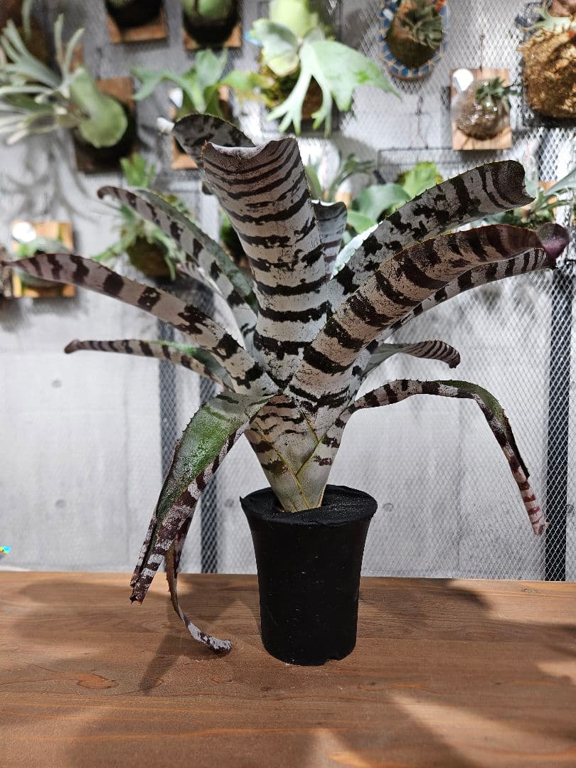 エクメア チャンティーニ　ブラックアイス