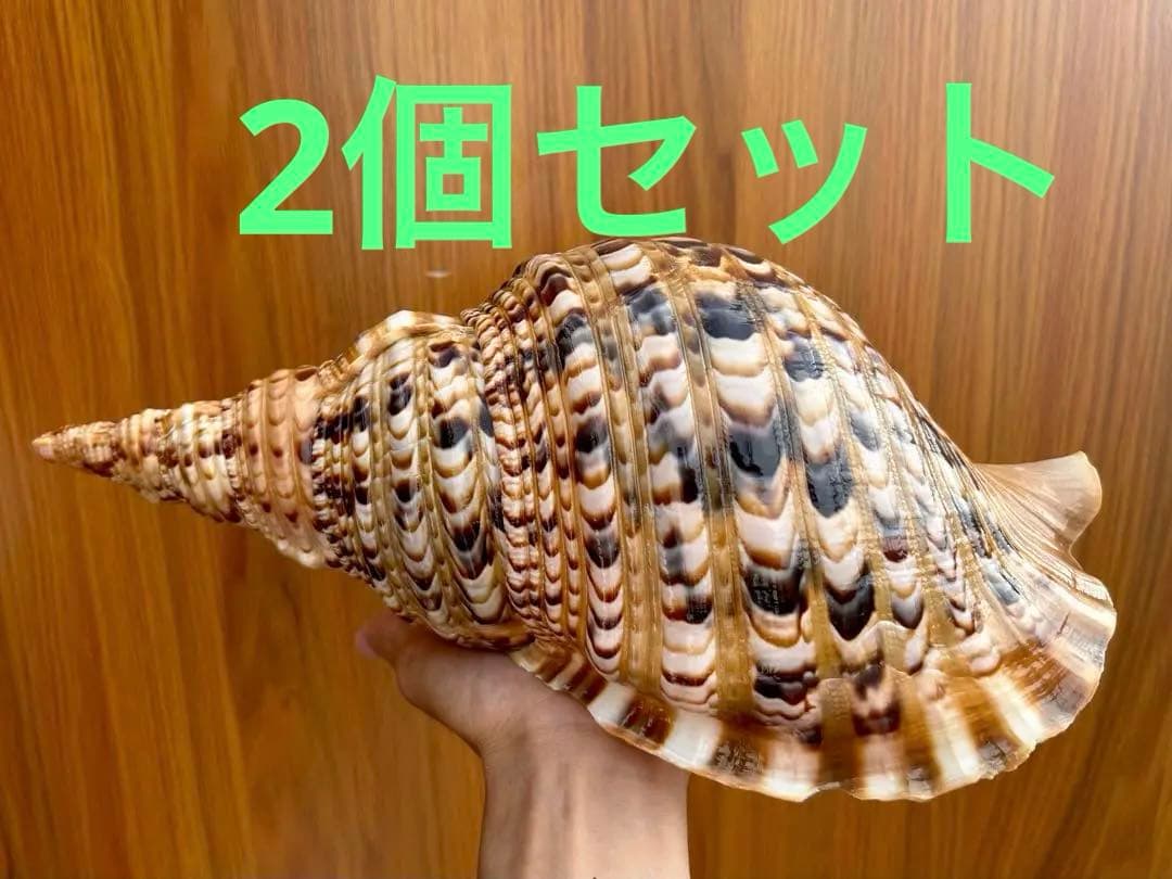 法螺貝　2個セット　(35.5cm 32.8cm)